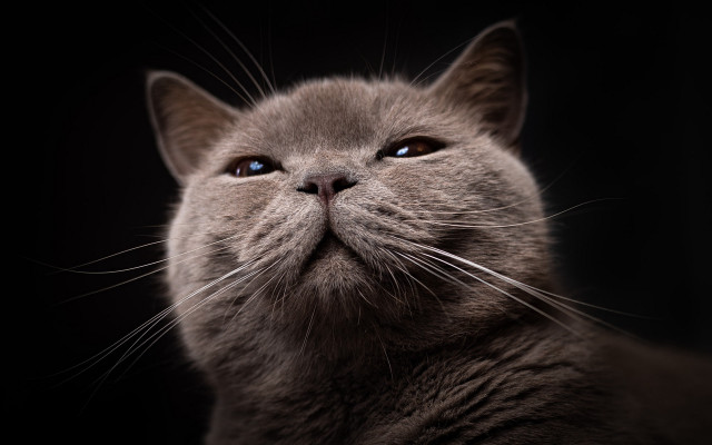 Intense cat blue eyes wolf free wallpaper for desktop - medium preview image