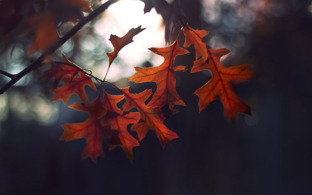 Branch leaves autumn photorealistic naturalism free wallpaper for desktop - medium preview image