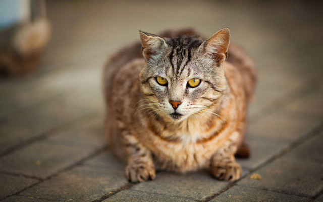 Cat yellow eyes brick floor free wallpaper for desktop - medium preview image