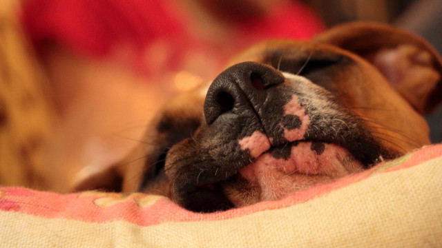 Dog sleeping blanket nose woman free wallpaper for desktop - medium preview image