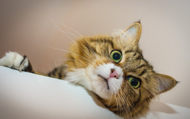 White cat green eyes laying #2 free wallpaper for desktop - medium preview image