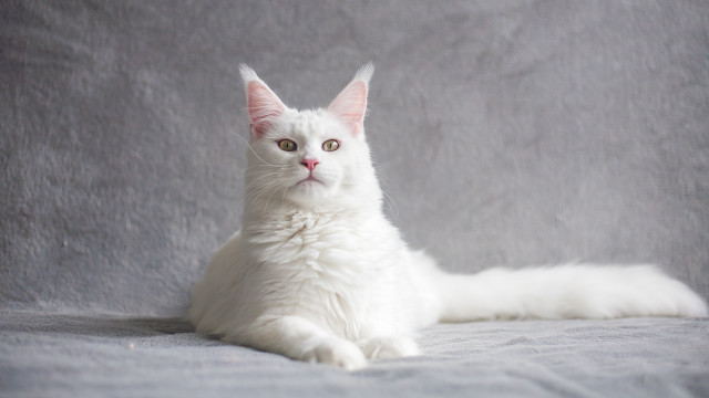White cat pink ear portrait free wallpaper for desktop - medium preview image
