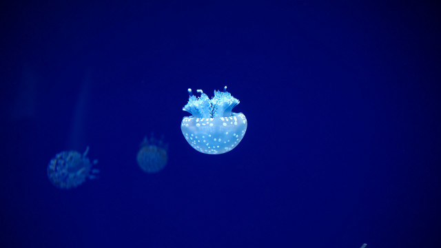 Jellyfish night blue bioluminescence moon free wallpaper for desktop - medium preview image