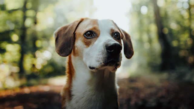 Dog portrait woods sunlight bokeh free wallpaper for desktop - medium preview image