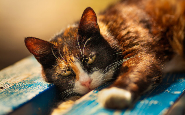 Cat blue bench closed eyes free wallpaper for desktop - medium preview image