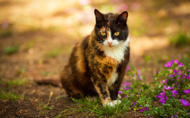 Cat grass flowers blurry background #2 free wallpaper for desktop - medium preview image