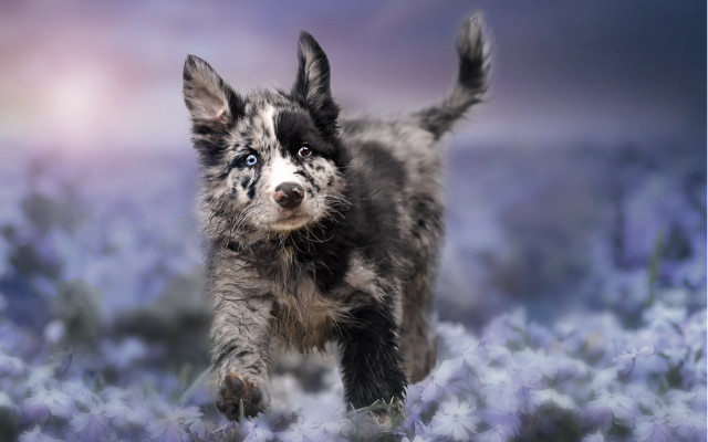 Puppy flower field pink blue free wallpaper for desktop - medium preview image