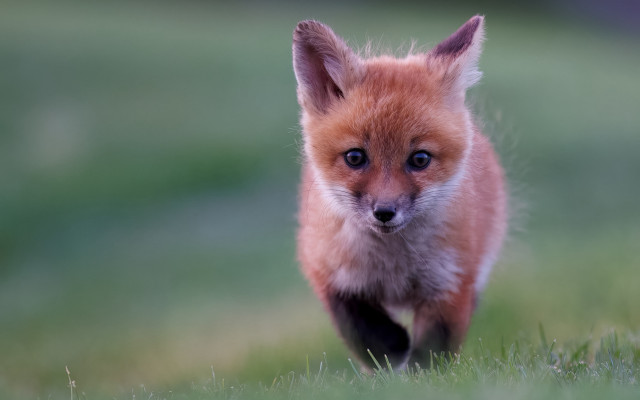 Small red fox running impressionist free wallpaper for desktop - medium preview image