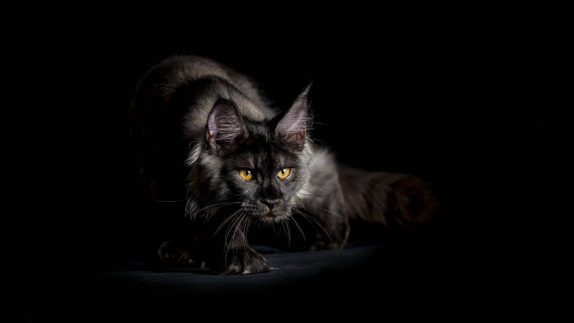 Black cat yellow eyes dark #3 free wallpaper for desktop - medium preview image