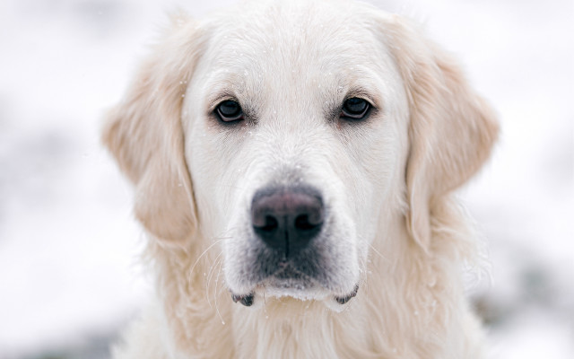 White dog nose ring closeup free wallpaper for desktop - medium preview image
