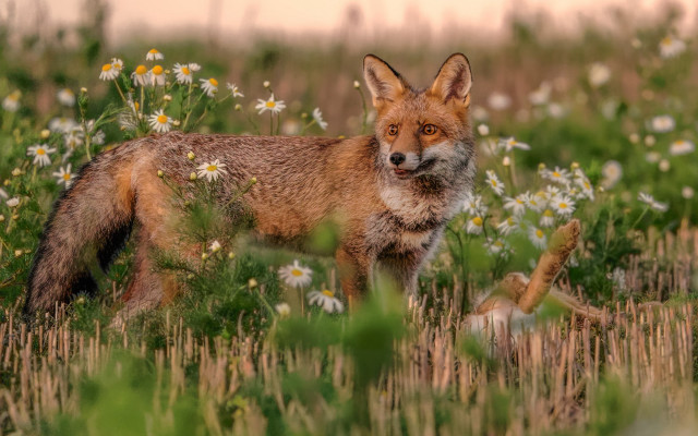 Fox field wildflowers deadanimal nature free wallpaper for desktop - medium preview image