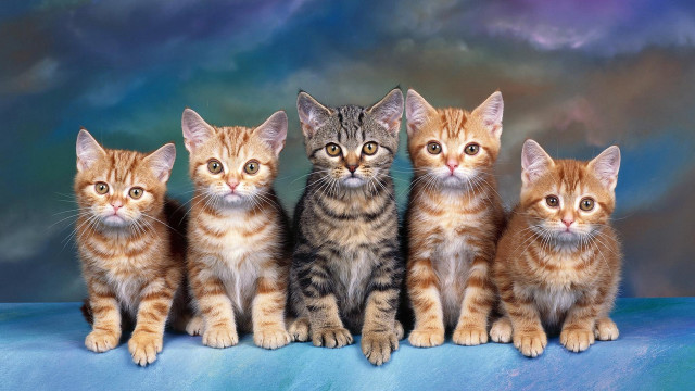 Kittens blueblanket clouds lesnabis orange free wallpaper for desktop - medium preview image