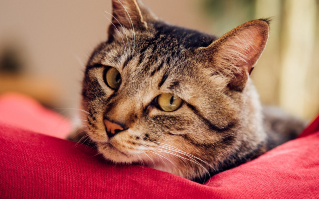 Cat sad redpillow animalphotography blurry free wallpaper for desktop - medium preview image