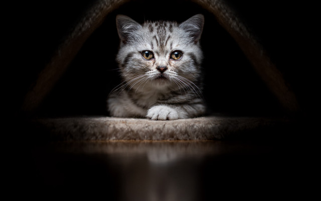 Cat reflection dark room black free wallpaper for desktop - medium preview image