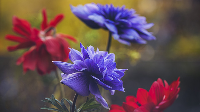Flowers vase table blurry background free wallpaper for desktop - medium preview image
