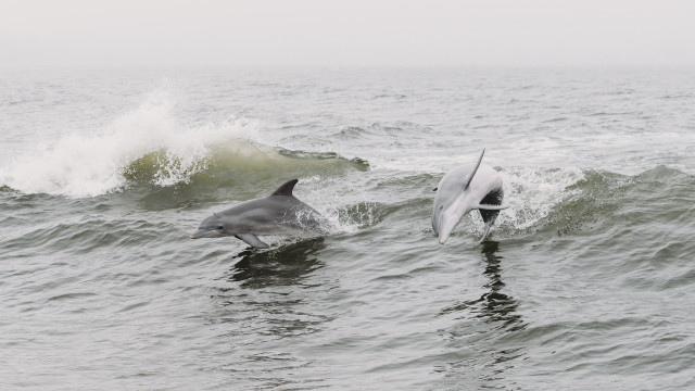 Dolphins surfboard waves ocean beach free wallpaper for desktop - medium preview image