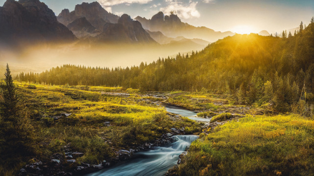 Stream forest hillside pine trees free wallpaper for desktop - medium preview image