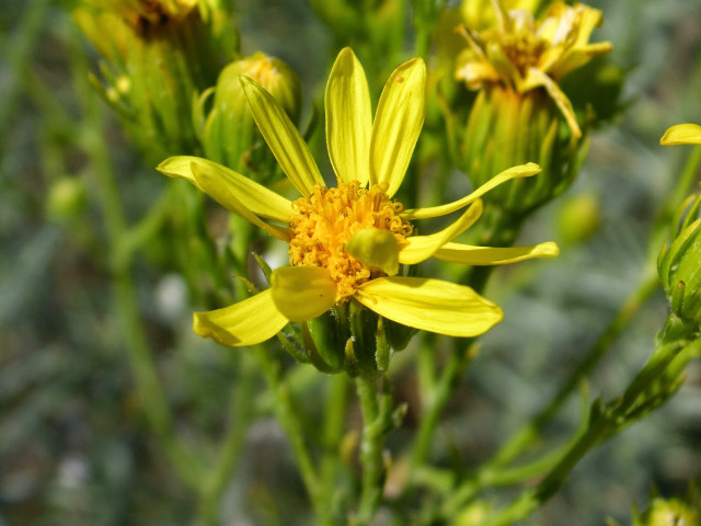 Yellow flower green leaves blurry free wallpaper for desktop - medium preview image