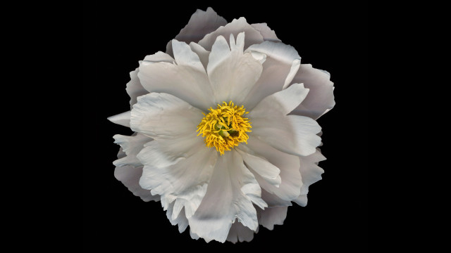 White flower yellow center black #3 free wallpaper for desktop - medium preview image