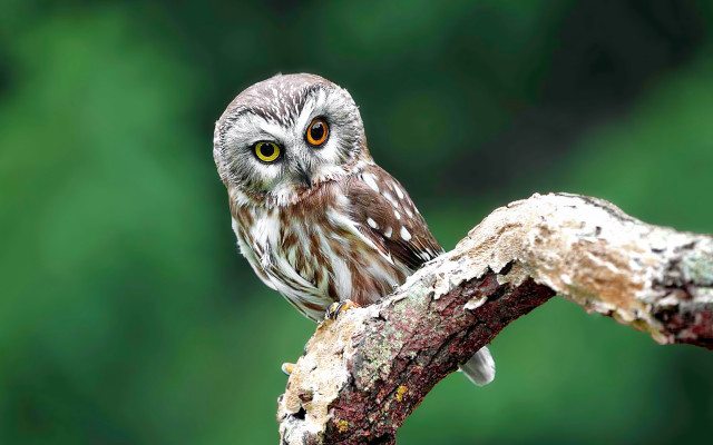 Small owl branch green background free wallpaper for desktop - medium preview image