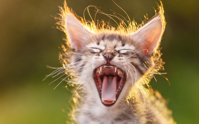 Cat yawning microscopic fireworks fox free wallpaper for desktop - medium preview image