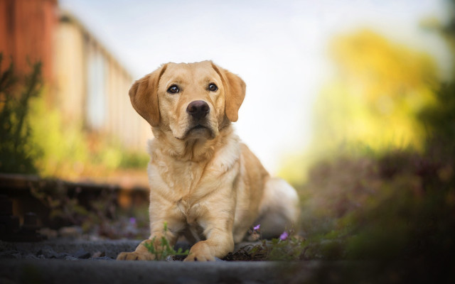 Dog traintrack autumn bushes flowers free wallpaper for desktop - medium preview image