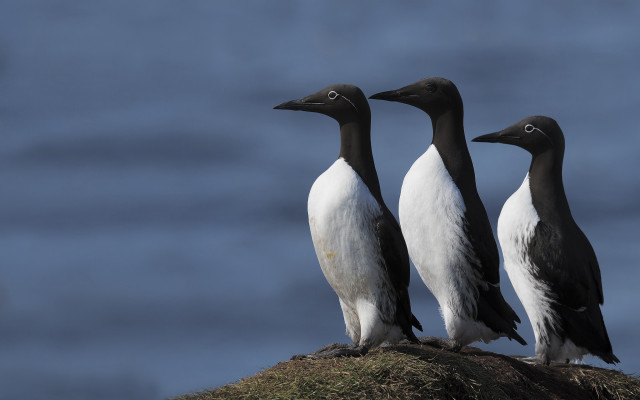 Three birds rock hill blue free wallpaper for desktop - medium preview image
