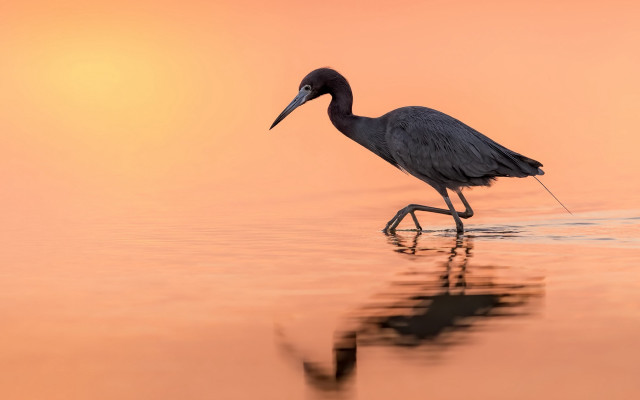 Bird walking water sunset photography free wallpaper for desktop - medium preview image