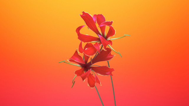 Red flower yellow background floating free wallpaper for desktop - medium preview image