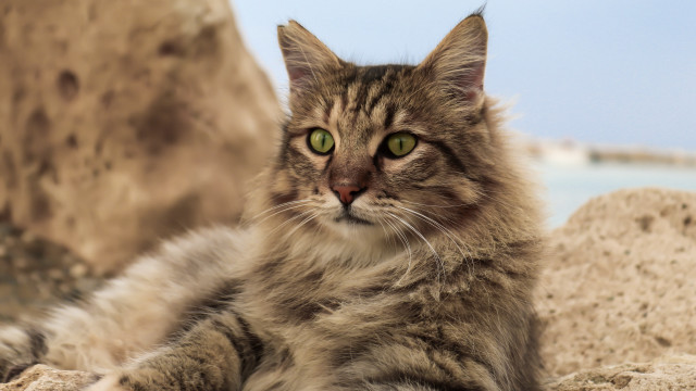 Cat green eyes rock water free wallpaper for desktop - medium preview image