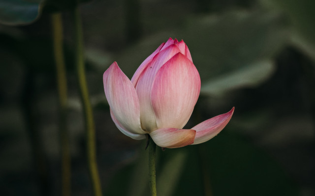Pink flower green stem blurry #2 free wallpaper for desktop - medium preview image