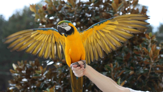 Parrot spread wings outdoors snow free wallpaper for desktop - medium preview image