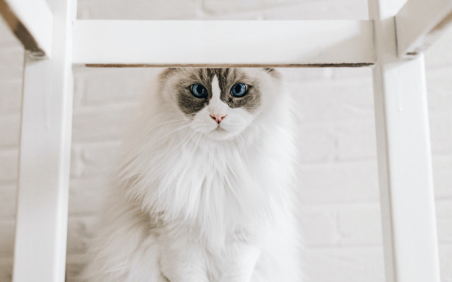 White cat blue eyes under free wallpaper for desktop - medium preview image