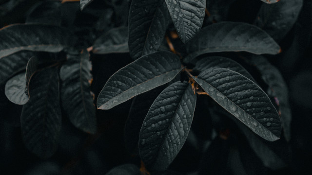 Close up plant leaves black #3 free wallpaper for desktop - medium preview image