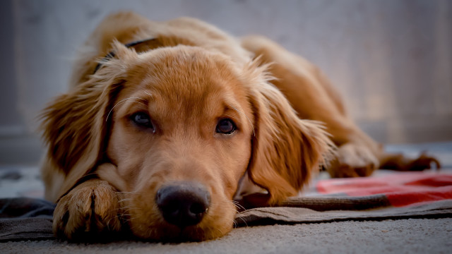 Sad shiba inu portrait blurry free wallpaper for desktop - medium preview image