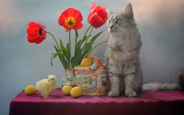 Cat basket flowers chick food free wallpaper for desktop - medium preview image