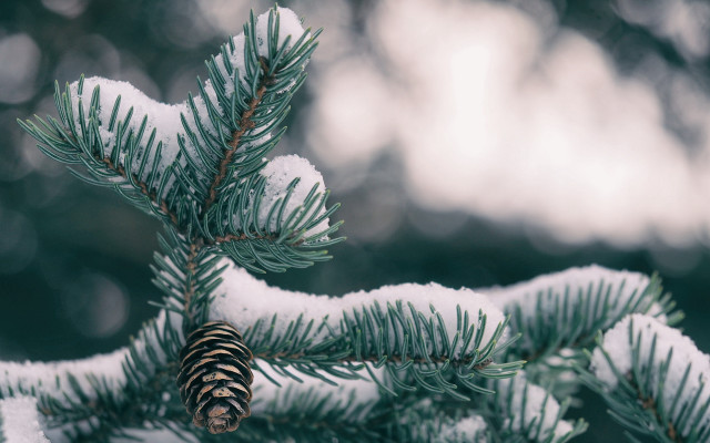 Pine tree snow pine cone free wallpaper for desktop - medium preview image