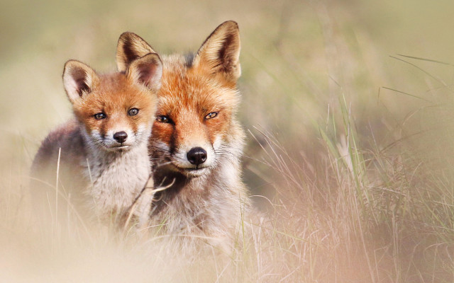 Foxes tallgrass camera artist animals free wallpaper for desktop - medium preview image