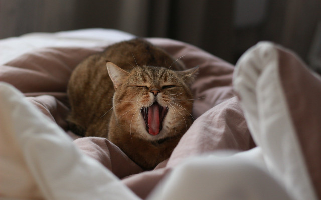Cat yawning bed pinkblanket whitepillow free wallpaper for desktop - medium preview image