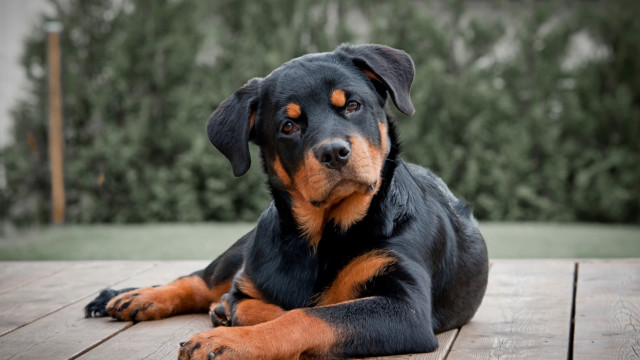 Dog laying wooden deck forest free wallpaper for desktop - medium preview image