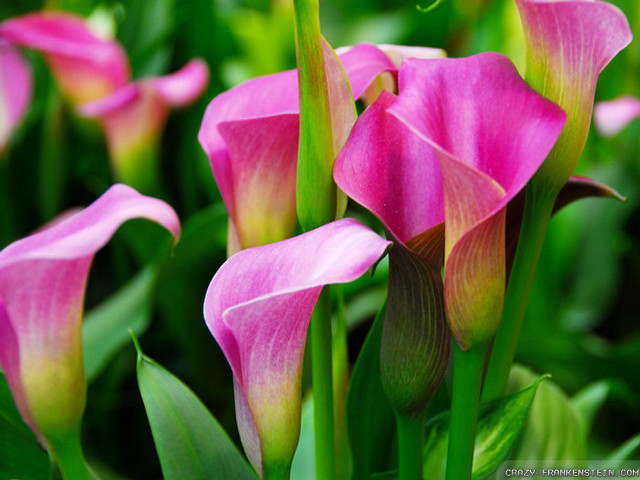 Pink flower green leaves blurry #5 free wallpaper for desktop - medium preview image