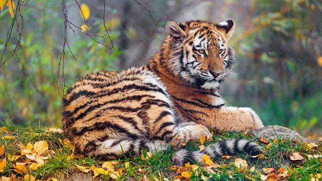 Tiger laying green field forest #2 free wallpaper for desktop - medium preview image