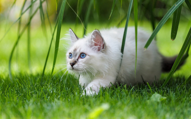 White kitten blue eyes curious #4 free wallpaper for desktop - medium preview image