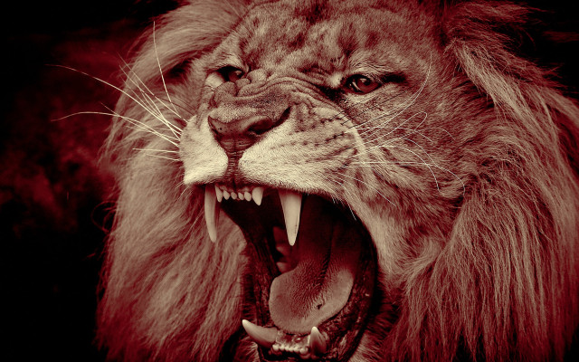 Lion open mouth angry realistic free wallpaper for desktop - medium preview image