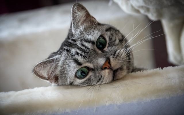 Cat blanket bed stuffed animal free wallpaper for desktop - medium preview image