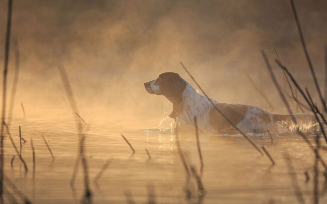 Dog lake foggy morning impressionism free wallpaper for desktop - medium preview image