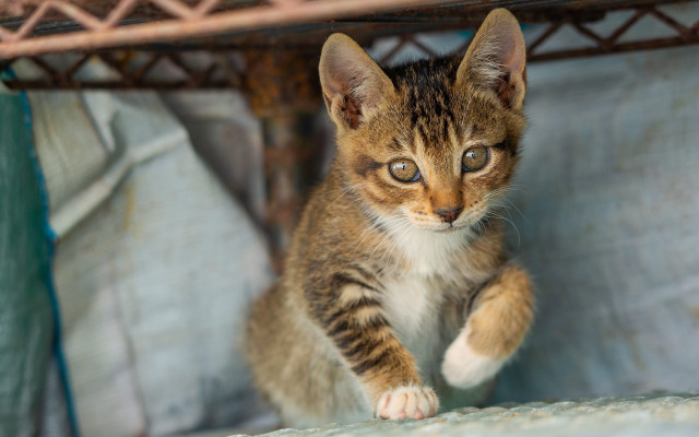 Curious kitten shelf arabesque tiltshift free wallpaper for desktop - medium preview image