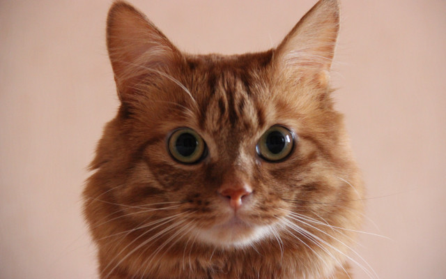 Surprised cat pink background white free wallpaper for desktop - medium preview image