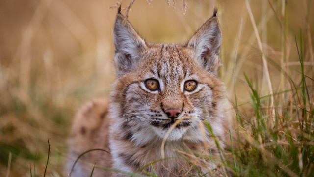 Small cat sitting grass sad free wallpaper for desktop - medium preview image