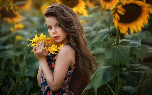 Young girl sunflower field autumn free wallpaper for desktop - medium preview image